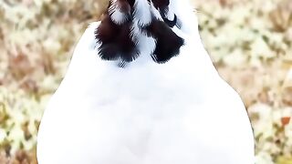 Wonderful sounds of amazing creatures