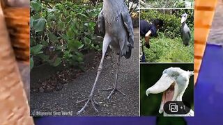 What is the most bizarre animal still living on Earth? 😱