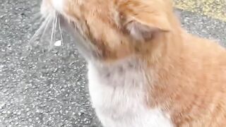 Cute Cat Relaxing by the Road