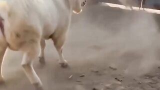Dog's Chase Ends in a Funny Fail! 🐶
