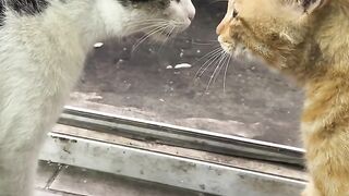 Cat Fight Ends with a Funny Escape!