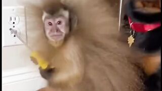 Monkey Gets a Shocking Surprise! 🦊⚡😂