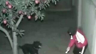 Caught Red-Handed: The Apple Thief!