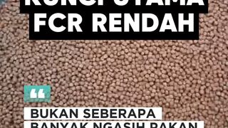 Rumus FCR rendah hemat pakan panen melimpah