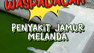 WASPADALAH❗️Penyakit jamur melanda