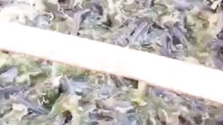 Ini alasan kita butuh Probiotik dan ganti air kolam