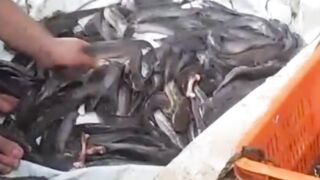 Apakah lele lambat tumbuh bisa besar lagi❓️
