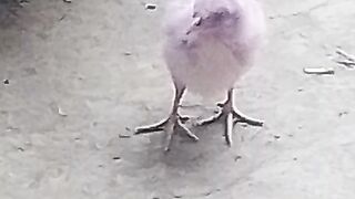 A chick