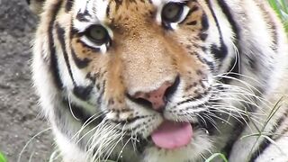 Tiger 24