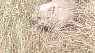 Stealth level: Cat, can you spot him