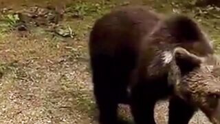 Why Do Black Bears Attack People?