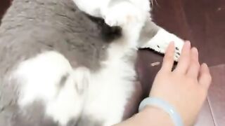 kucing 20