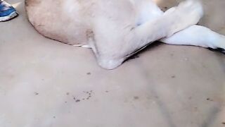 Tiger video 2