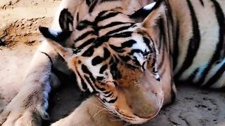 New tiger 🐯 video