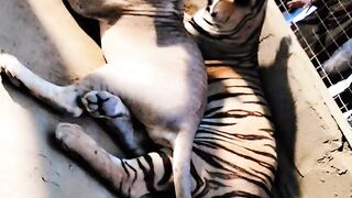 New animal video going to zoo