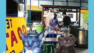 kucing indigo 😭
