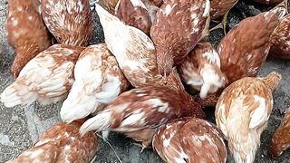 Chicken Farming Indonesia