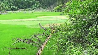 The natural green park is beautiful.