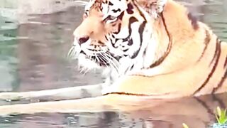 Amur Tiger Ginger Biscuit Settles Into New Home
