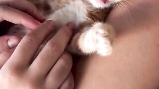 Котик 11