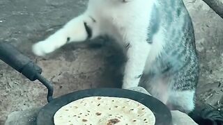 Adorable Cat Making Roti! 😺