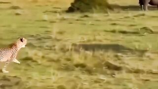 Rhino Sends Hunter Flying! 🦏