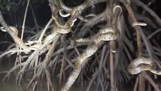 amazon snack