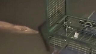 wait.. crocodile