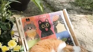 Cats😻