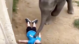 Animal 😊 helping 💪😁😁💪😁😁 zee