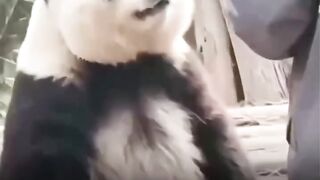 Cute animals 😍😍😍😍 and the other one