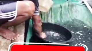 Manfaat sortir ikan lele