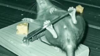 Funny Mouse Doing Workout! 🐭