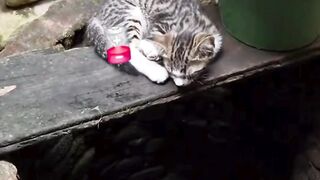 kucing 21