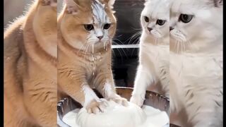 Two cats 3