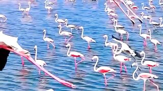 Thousands of Flamingos Create a Pink Paradise! 🦩🌅 #shorts