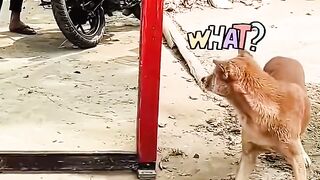 Scary dog