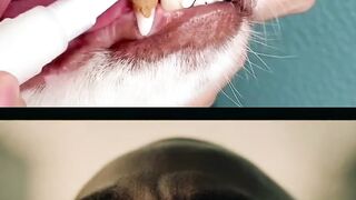 🪥🐶 Dog Toothbrush 🐶🪥