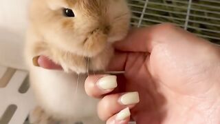 Your daily dose of pure bunny cuteness