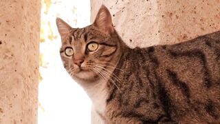cat look