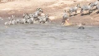a group of zebras save themselves
