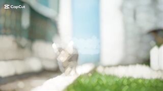 Cat lovers 11