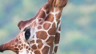 Giraffe🐴
