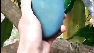A mango inside showing a human being