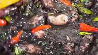 Resep Cumi Hitam Pekat ala Rumahan, Gurih dan Anti Amis! 🦑🖤