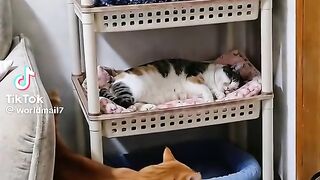 Cats Funny Video 2