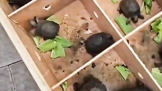 🐢 Tortoise for Sale in Ireland 🇮🇪 | Healthy, Beautiful & Ready for Loving Homes! | 50% OFF Shipping