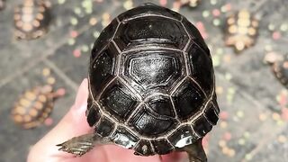 Baby Tortoises for Sale in Ireland | Beautiful & Healthy | 50% OFF Delivery