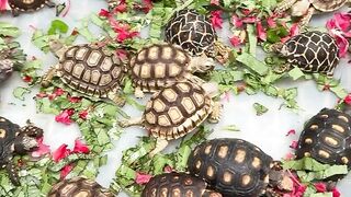 Healthy Pet Tortoises for Sale in Ireland | Reserve Yours Today