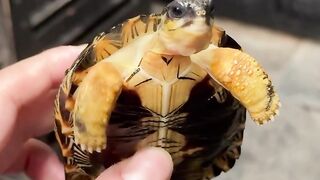 Looking for a Tortoise in Ireland? Your New Companion Is Waiting